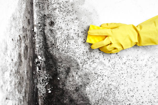 Best Mold Testing and Inspection Services in Templeton, CA