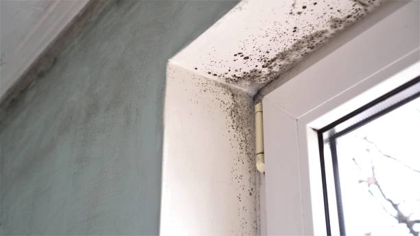 Best Mold Remediation for Specific Building Types in Templeton, CA