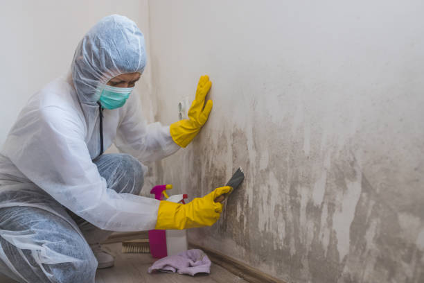 Templeton, CA Mold Remediation Company