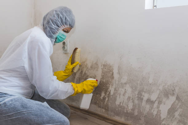 Trusted Templeton, CA Mold Remediation Experts