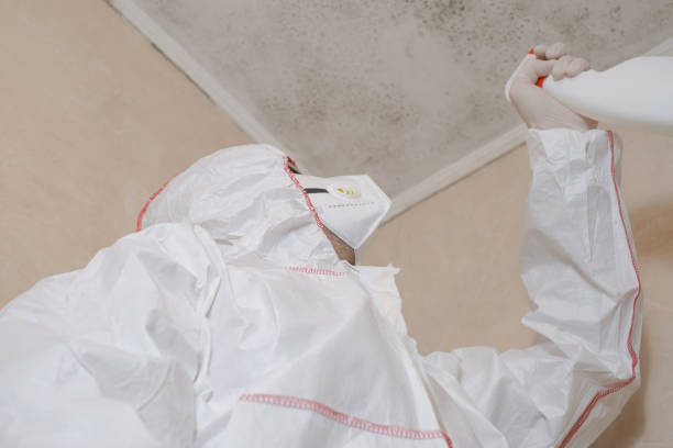 Best Insurance-Related Mold Remediation in Templeton, CA